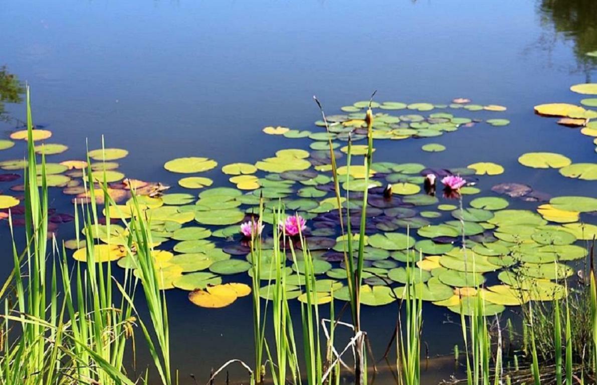 Voeroes Kastely Kunbaracs Dış mekan fotoğraf
